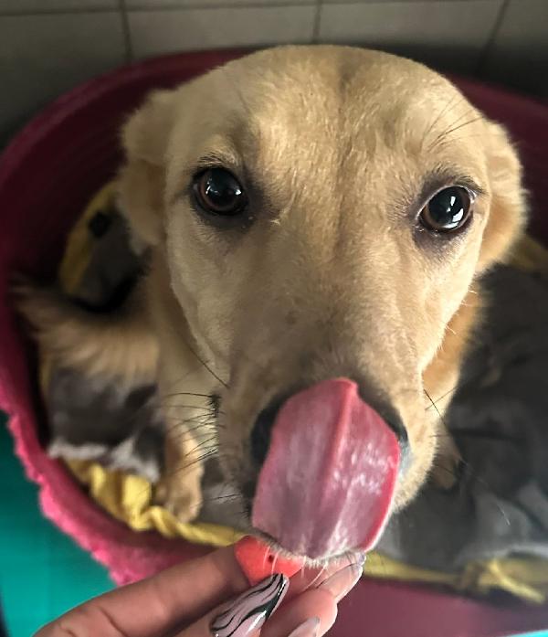 MANUEL DOLCE E TIMIDO Foto 5